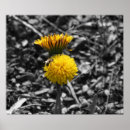 Recherche de début photographie Fleurs