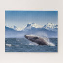 Suche nach buckelwal puzzle Alaska