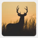 Suche nach odocoileus Bock