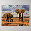 Suche nach coole elefanten poster Natur