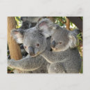 Recherche de koala gris cartes postales Animal