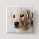 Recherche de labrador badges Chiot