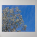 Suche nach 2 bäume poster Weiß