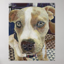 Suche nach pit bull poster Grubenbulart