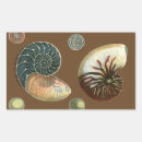 Recherche de de coquillages autocollants Conque