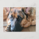 Recherche de bergers cartes postales Chien