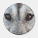 Recherche de loup de chien magnets Dog