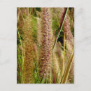 Recherche de macro photo cartes postales Nature