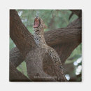 Suche nach panther magnete Natur
