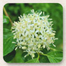 Suche nach mais untersetzer Grün