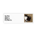 Recherche de chat de smoking Chats