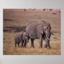 Suche nach afrikanische elefanten poster Elefantenkalb