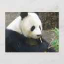 Suche nach süßer panda postkarten Wildtiere