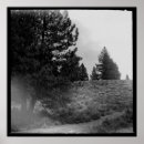 Suche nach pine forest poster California