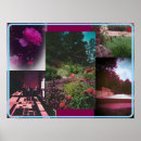 Suche nach fuchsien poster Rose