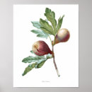 Suche nach qualität poster Blume