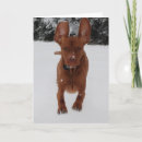 Suche nach ohren karten Hund
