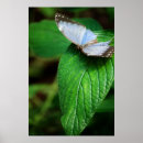 Suche nach blauer morpho schmetterling poster Fotografie