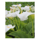 Suche nach calla poster Blüte