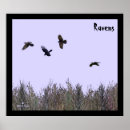 Suche nach corvus poster Tierwelt