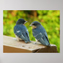 Recherche de hirondelle posters Hirundo rustica