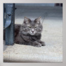 Suche nach maine coon poster Cat