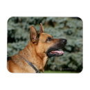 Recherche de deutscher magnets Berger allemand