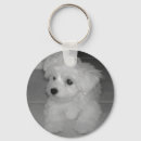 Recherche de chiot maltais porteclés Blanc