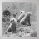 Suche nach kneipen poster Gepard