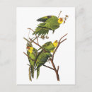 Suche nach john audubon postkarten Darstellung