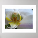 Suche nach phalaenopsis poster Weiß