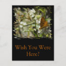 Recherche de papillons oranges cartes postales Floral