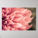 Suche nach dahlien poster Blumenstrauß