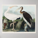 Suche nach ibis poster Vogelbeobachtung