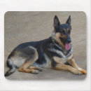 Recherche de bergers tapis souris Chiot