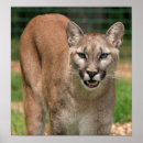 Suche nach cougar poster Tiere