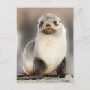 Suche nach robbe poster Strand