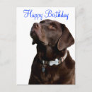 Recherche de chiot de laboratoire de chocolat posters Chiots