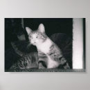Suche nach neugierige katze poster Niedlich