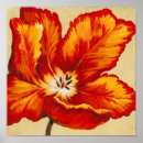 Suche nach tulip poster Blume