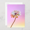 Recherche de gerberas cartes postales Pour elle