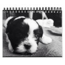 Suche nach täglich kalender Hund