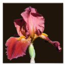 Suche nach root poster Blumenreich