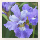 Recherche de iris dessous de verres Pétales