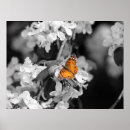 Suche nach obstbäume poster Botanisch