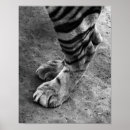 Suche nach tiger foto poster Schwarz weiß
