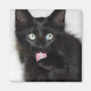 Suche nach überrascht magnete Katze