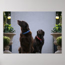 Suche nach schokolade labrador poster Haustier