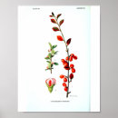 Recherche de vintage christmas posters Red