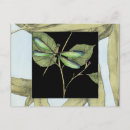 Recherche de libellule cartes postales Animaux